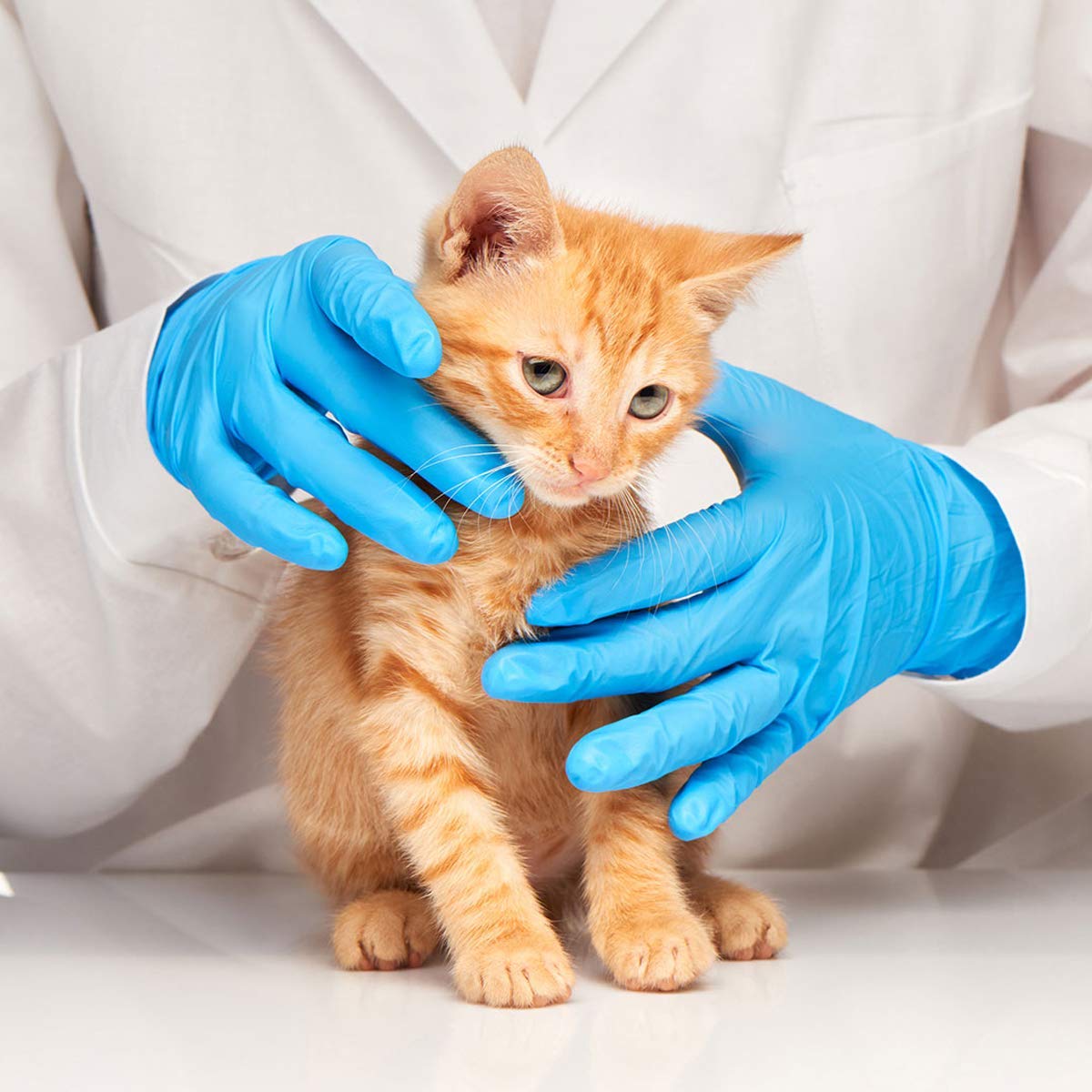 Synguard - Nitrile Exam Gloves NGPF 7002 - Medium
